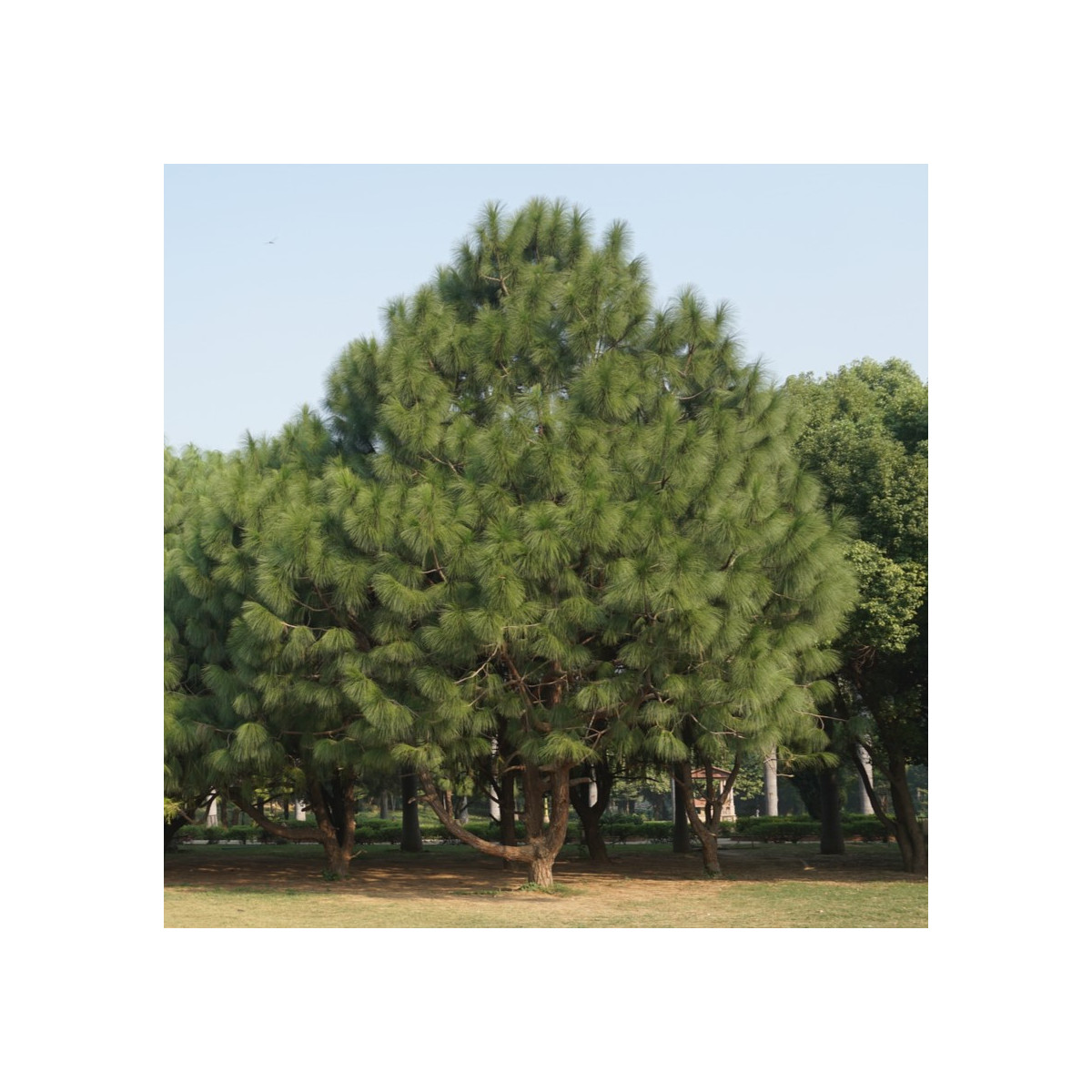 Borovice yunnan - Pinus yunnanensis - semena borovice - 5 ks
