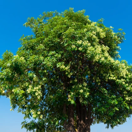 Pulai - Alstonia scholaris - semena pulai - 8 ks