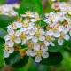 Aronie - Černý jeřáb - Aronia melanocarpa - semena jeřábu - 7 ks
