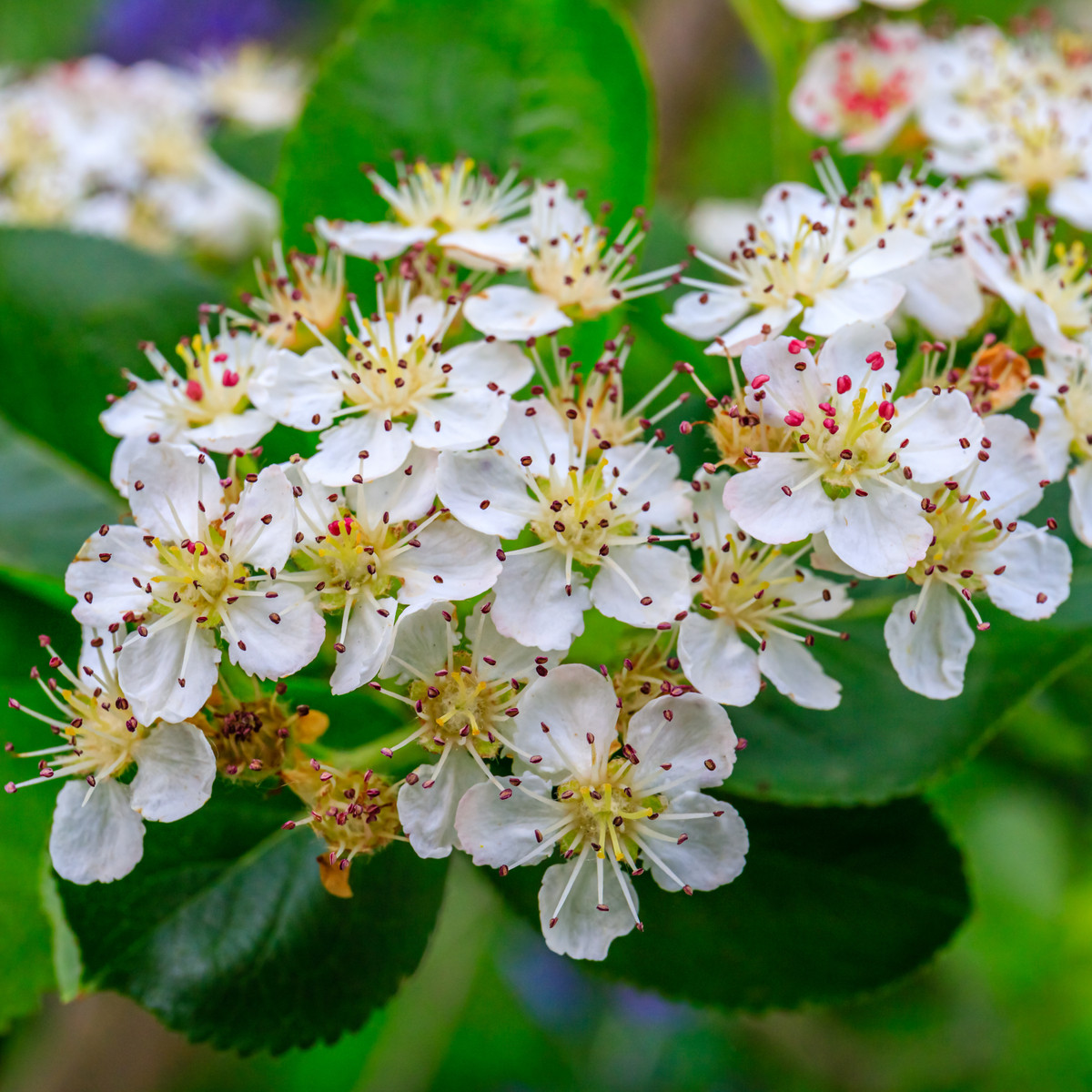 Aronie - Černý jeřáb - Aronia melanocarpa - semena jeřábu - 7 ks