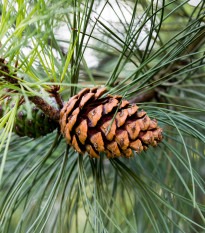 Borovice těžká - Pinus ponderosa - semena borovice - 6 ks