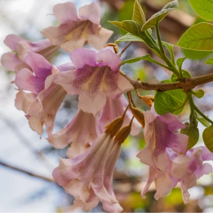 Paulovnie protáhlá - Paulownia elongata - semena paulovnie - 15 ks
