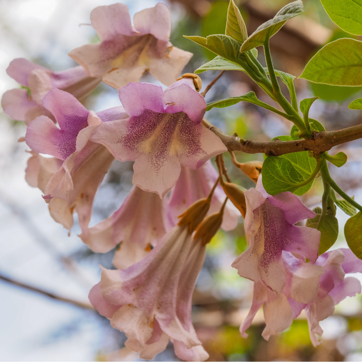Paulovnie protáhlá - Paulownia elongata - semena paulovnie - 15 ks