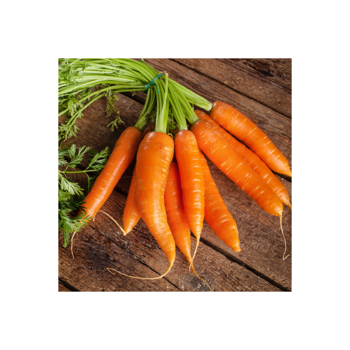 BIO Mrkev Robila - Daucus carota - bio semena mrkve - 200 ks