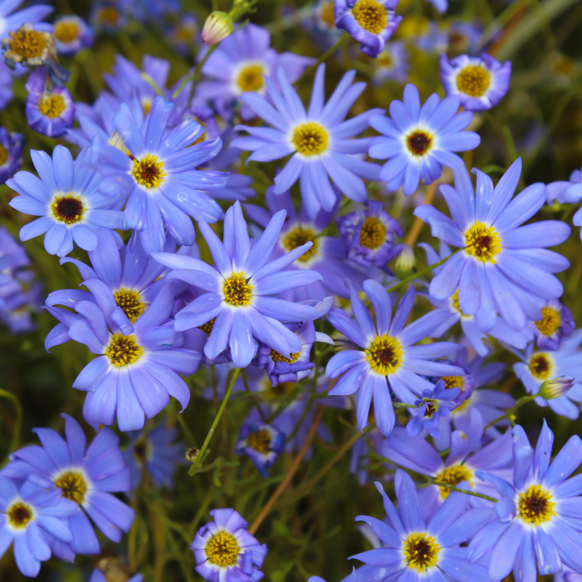 Všelicha iberkolistá Bravo modrá s okem - Brachyscome iberidifolia - semena všelichy - 500 ks