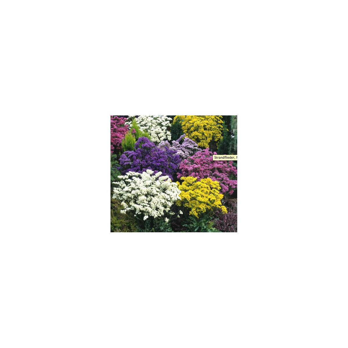 Limonka chobotnatá směs - Limonium sinuatum mix - semena limonky - 80 ks