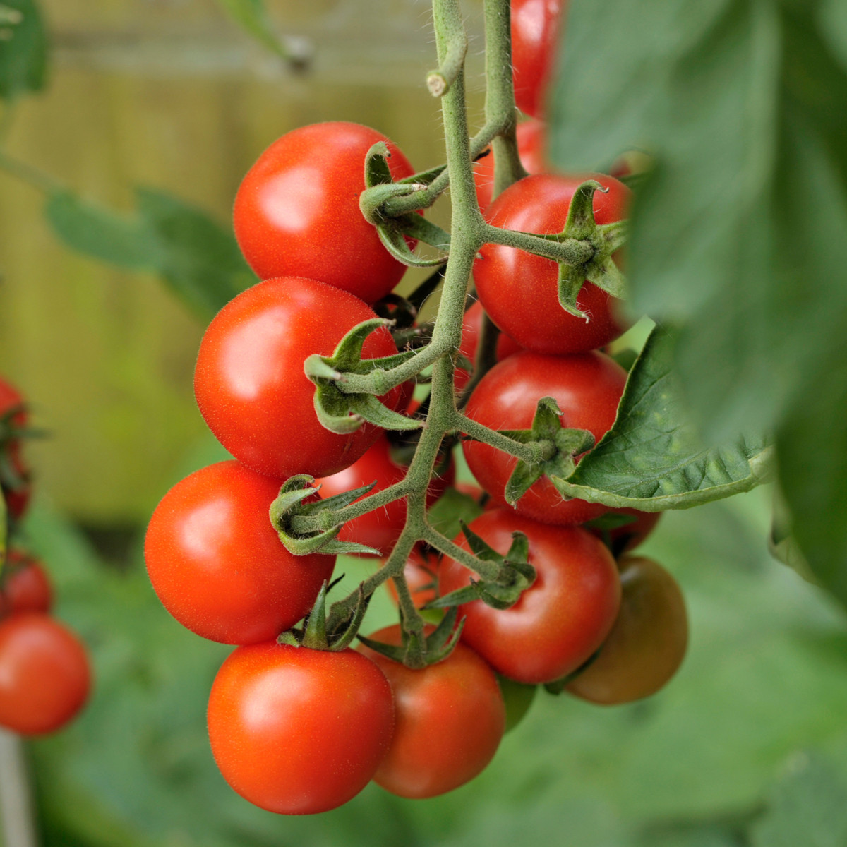 Rajče Alicante - Solanum lycopersicum - semena rajčete - 8 ks