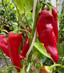 Paprika Marconi Red - Capsicum Annuum - semena papriky - 10 ks