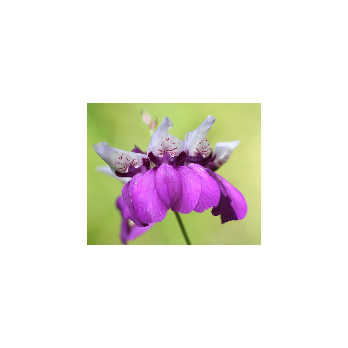 Kolinsie - Collinsia heterophylla - semena kolinsie - 300 ks