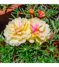 Šrucha velkokvětá směs - Portulaca grandiflora mix - semena šruchy - 0,3 g