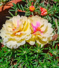 Šrucha velkokvětá směs - Portulaca grandiflora mix - semena šruchy - 0,3 g