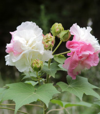 Ibišek okrasný - Hibiscus mutabilis - semena ibišku - 5 ks
