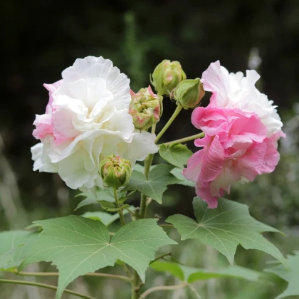 Ibišek okrasný - Hibiscus mutabilis - semena ibišku - 5 ks