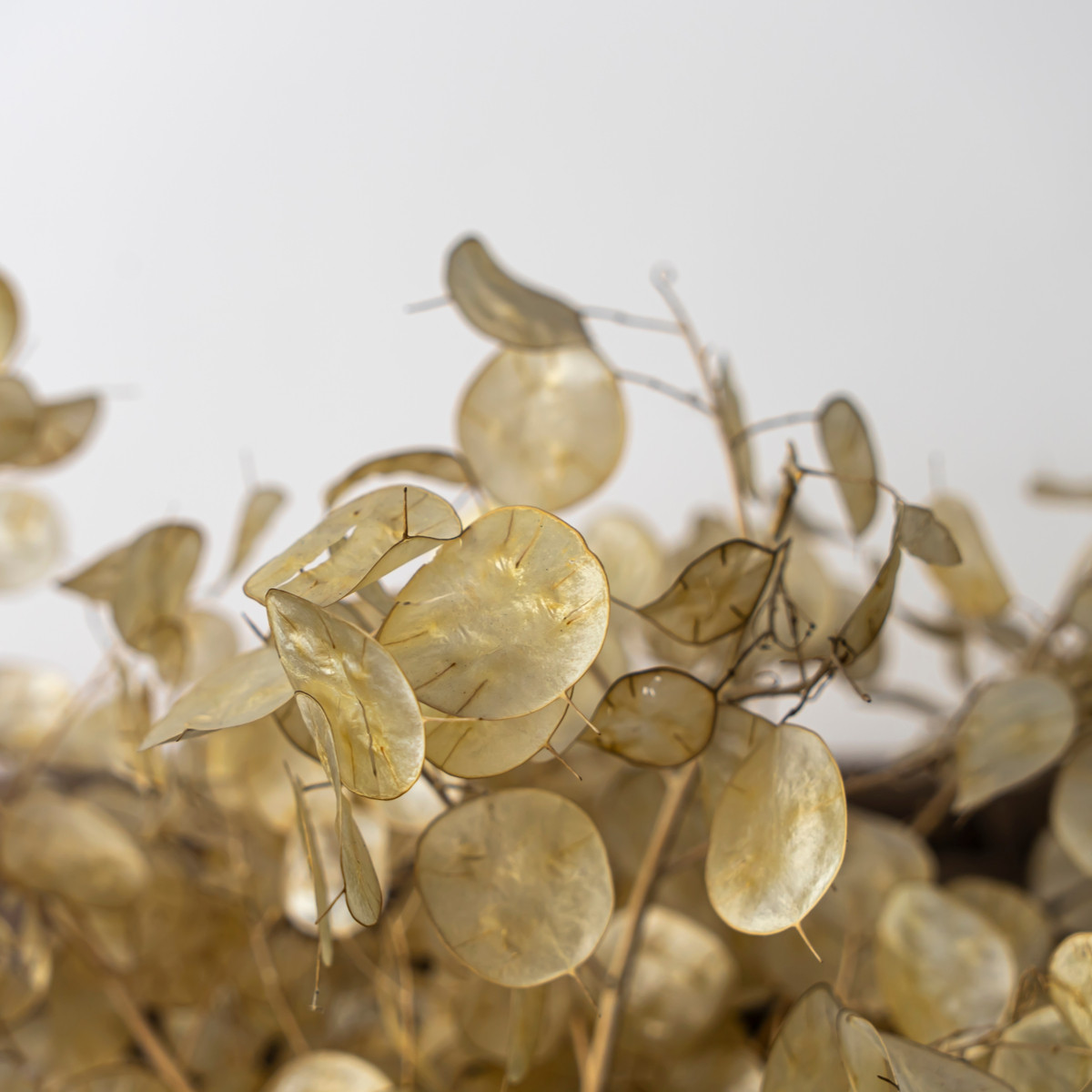 Měsíčnice roční bílá - Lunaria annua - semena měsíčnice - 40 ks