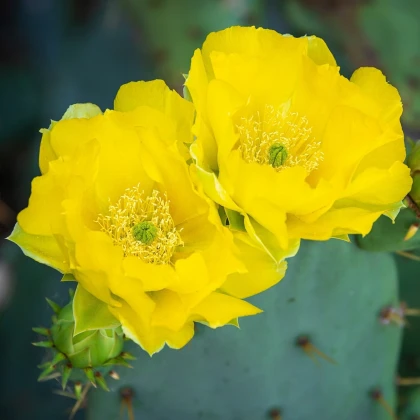 Opuncie poléhavá - Opuntia humifusa - semena opuncie - 7 ks