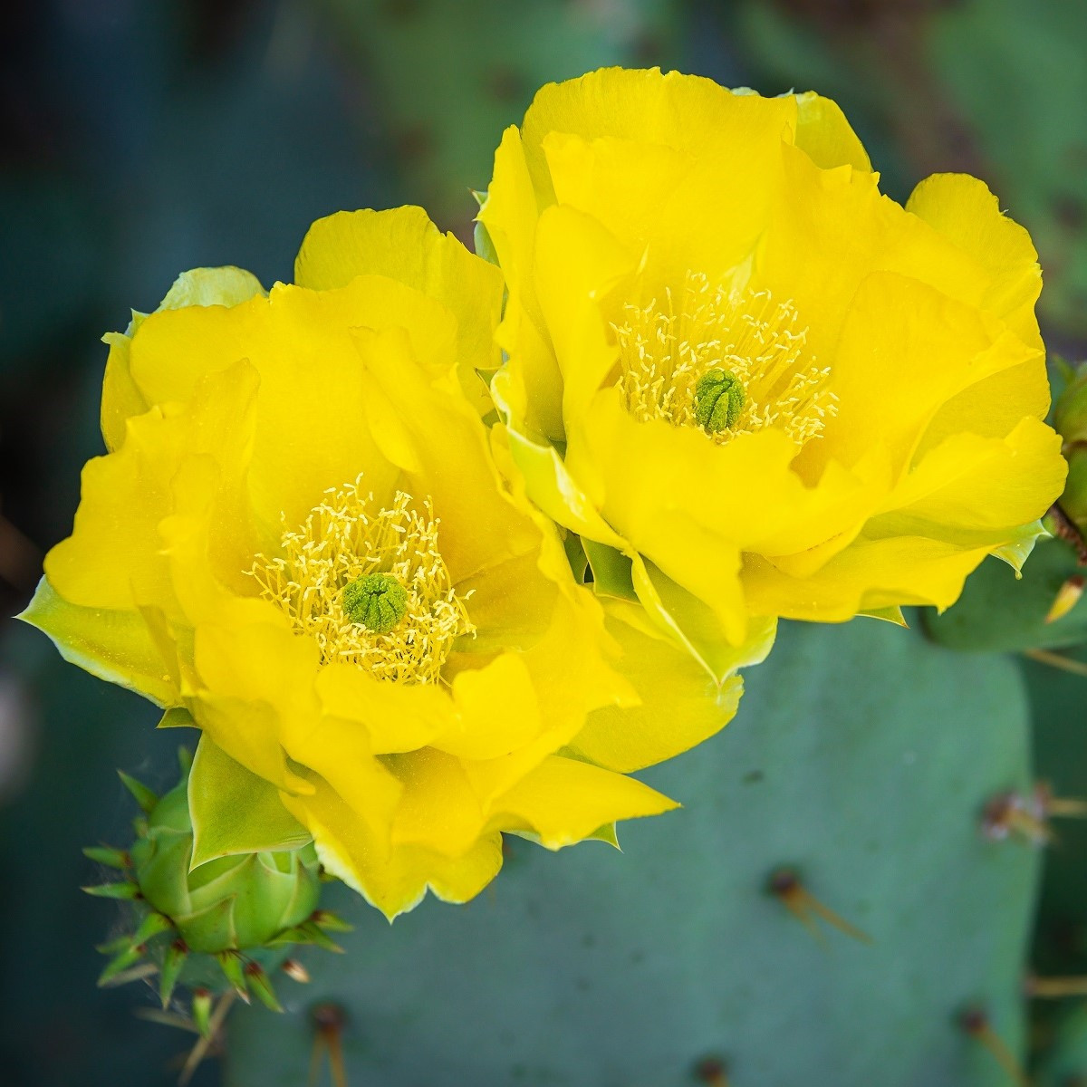 Opuncie poléhavá - Opuntia humifusa - semena opuncie - 7 ks