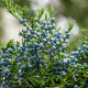 Virginiai boróka – Juniperus virginiana – boróka magok – 15 db