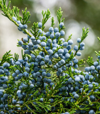 Virginiai boróka – Juniperus virginiana – boróka magok – 15 db