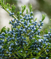 Virginiai boróka – Juniperus virginiana – boróka magok – 15 db