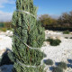 Jalovec virginský - Juniperus virginiana - semena jalovce - 5 ks