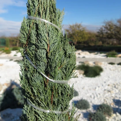 Virginiai boróka – Juniperus virginiana – boróka magok – 15 db