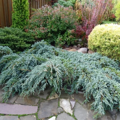 Virginiai boróka – Juniperus virginiana – boróka magok – 15 db