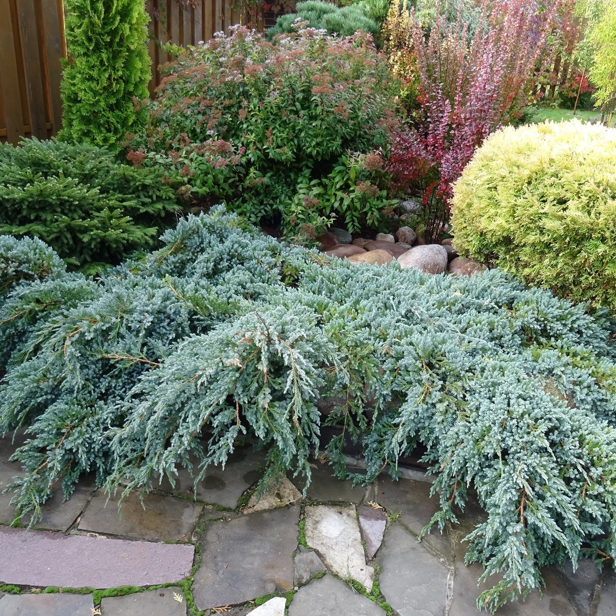 Virginiai boróka – Juniperus virginiana – boróka magok – 15 db