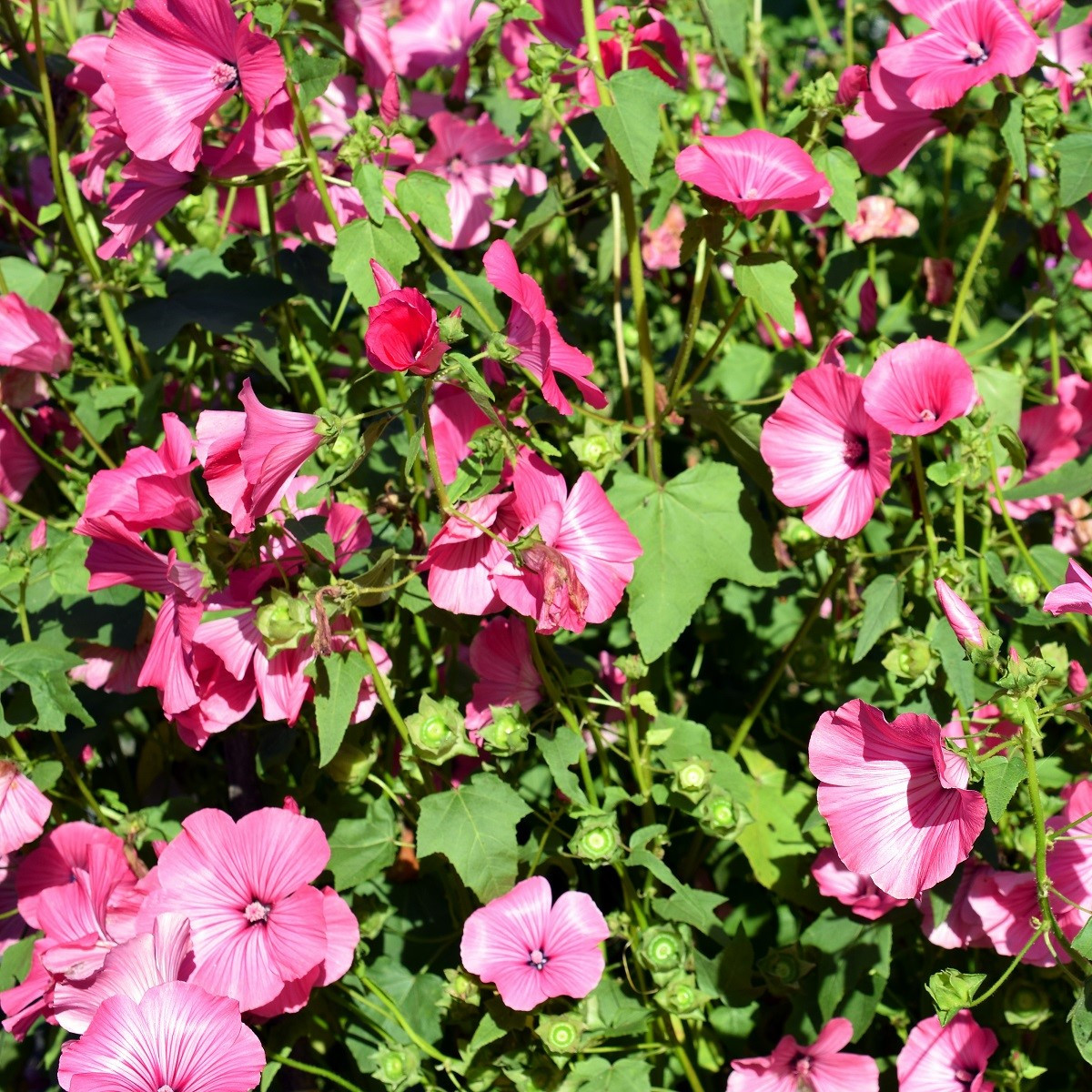 Slézovec tříměsíční Silver Cup - Lavatera Trimestris - semena slézovce - 30 ks