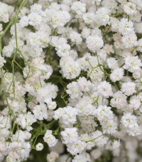 Šáter latnatý bílý - Gypsophila paniculata - semena šáteru - 150 ks