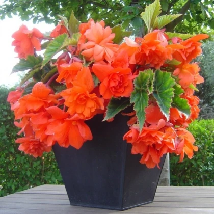 Begonie oranžová - Begonia pendula - hlízy begonie - 2 ks