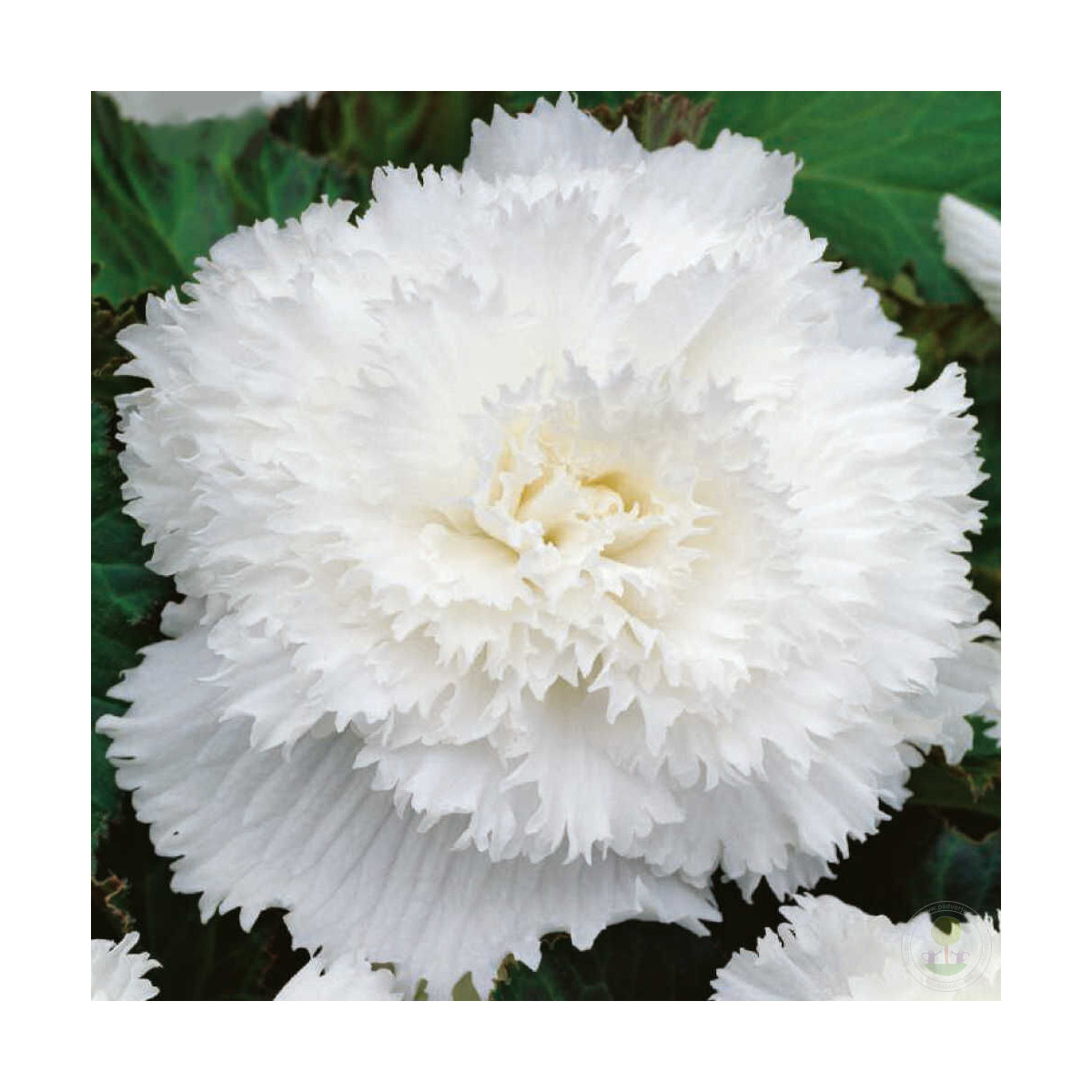 Begonie třepenitá bílá - Begonia fimbriata - hlízy begonie - 2 ks