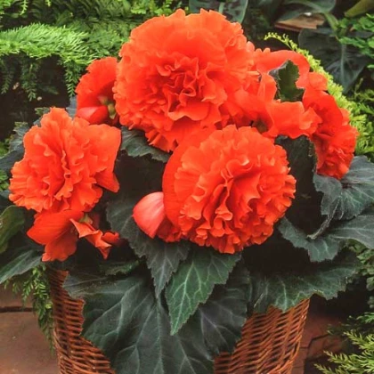 Begonie třepenitá oranžová - Begonia fimbriata - hlízy begonie - 2 ks