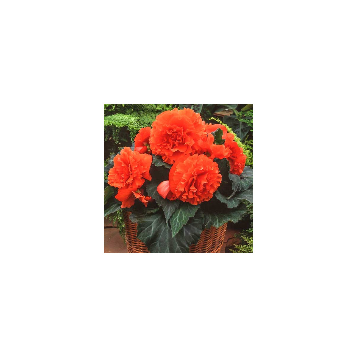 Begonie třepenitá oranžová - Begonia fimbriata - hlízy begonie - 2 ks