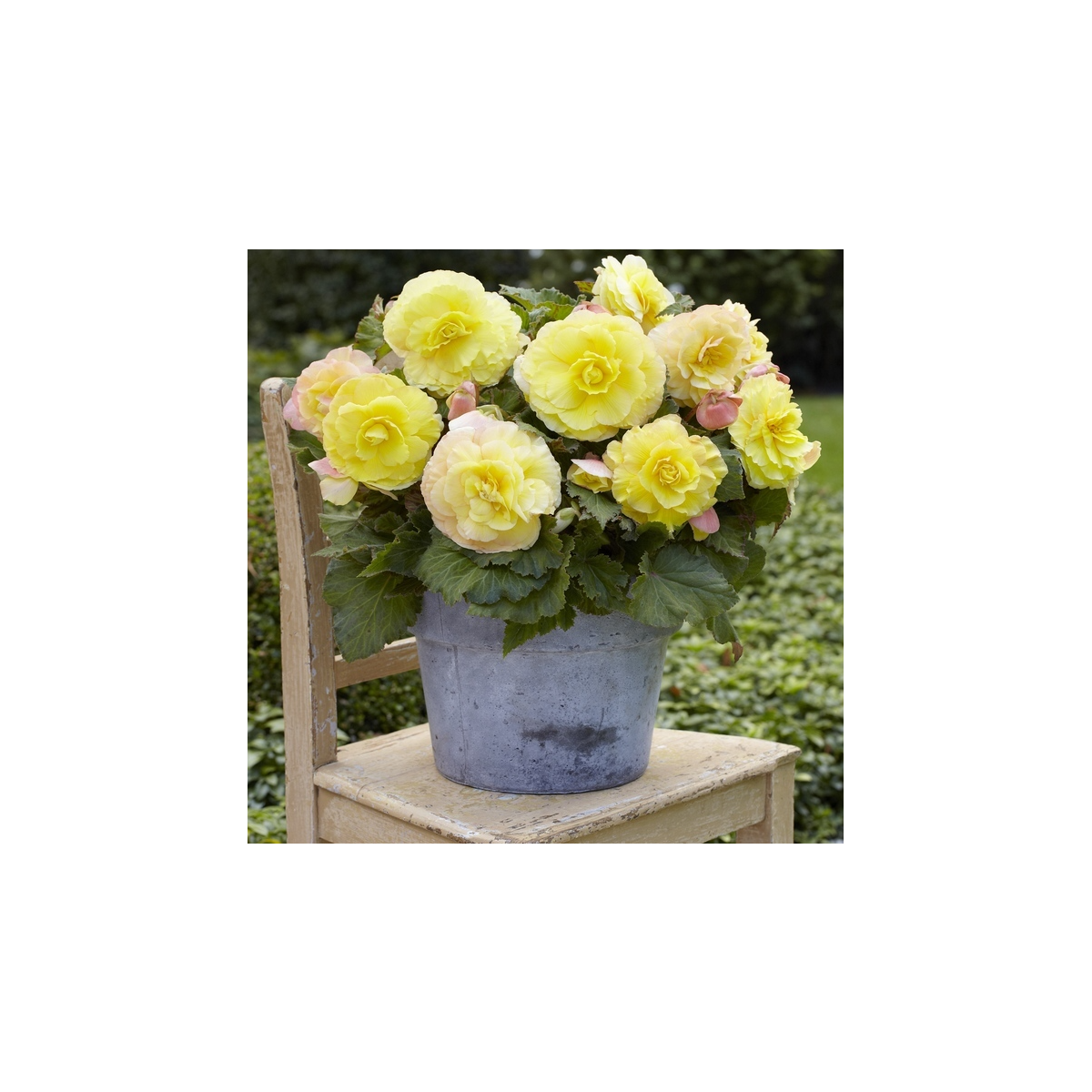 Begonie plnokvětá žlutá - Begonia superba - hlízy begonie - 2 ks