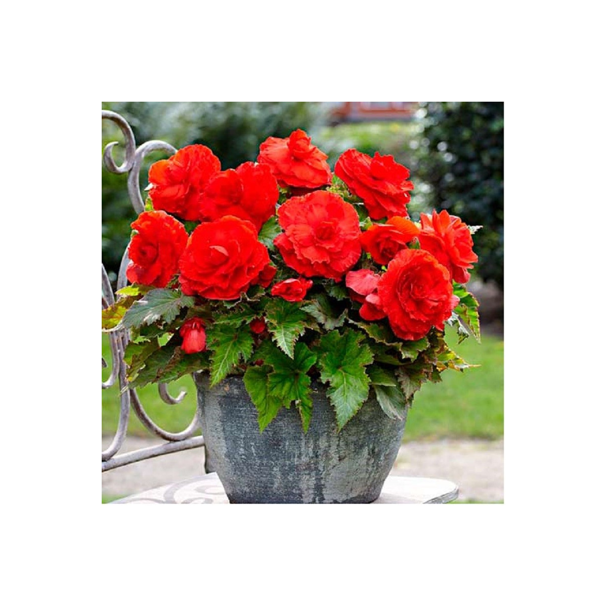 Begonie plnokvětá červená - Begonia superba - hlízy begonie - 2 ks