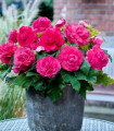 Begonie plnokvětá růžová - Begonia superba - hlízy begonie - 2 ks