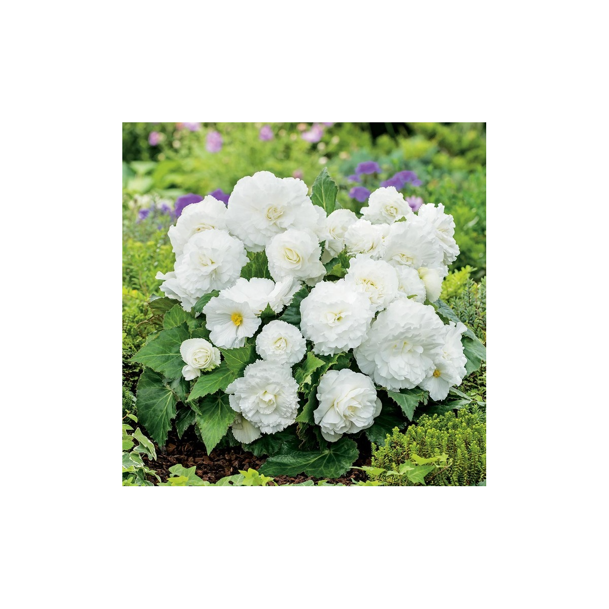 Begonie Nonstop bílá - Begonia tuberhybrida - hlízy begonie - 2 ks