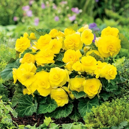 Begonie Nonstop žlutá - Begonia tuberhybrida - hlízy begonie - 2 ks