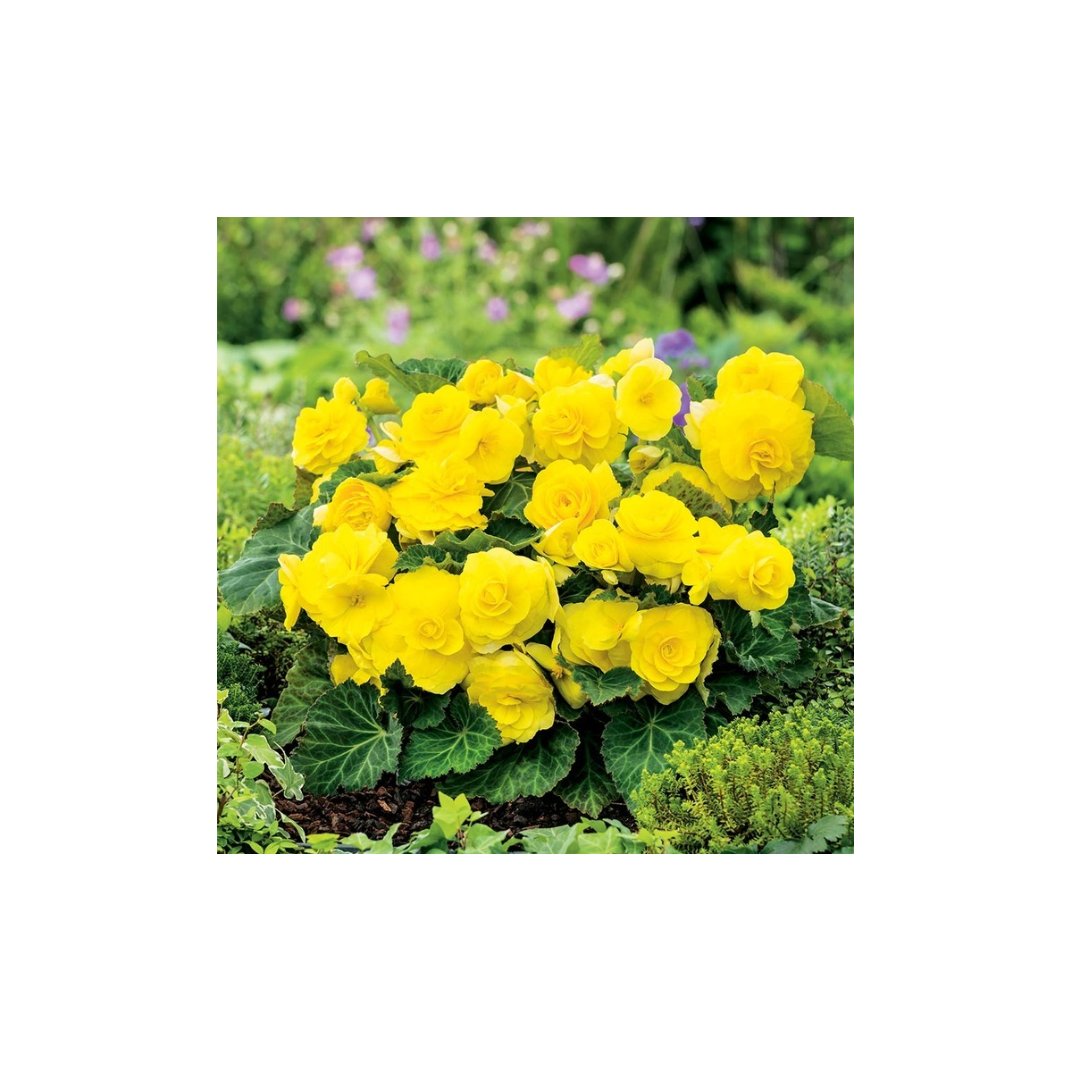 Begonie Nonstop žlutá - Begonia tuberhybrida - hlízy begonie - 2 ks