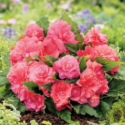 Begonie Nonstop růžová - Begonia tuberhybrida - hlízy begonie - 2 ks