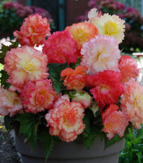 Begonie Samba mix - Begonia - hlízy begonie - 2 ks