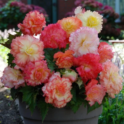 Begonie Samba mix - Begonia - hlízy begonie - 2 ks