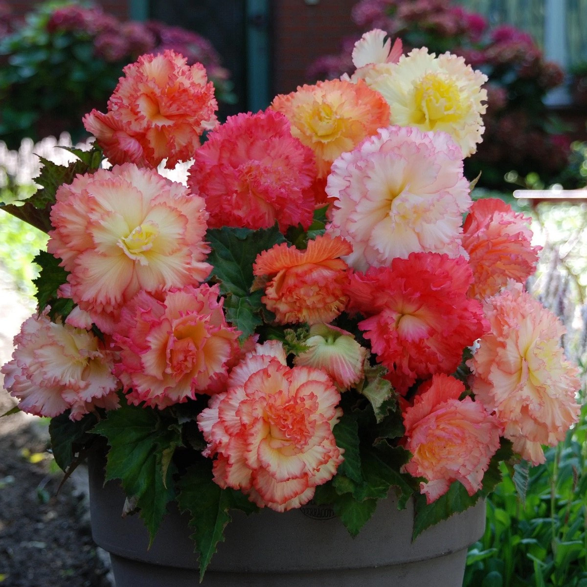 Begonie Samba mix - Begonia - hlízy begonie - 2 ks