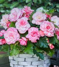 Begonie Picotee bílá - Begonia - hlízy begonie - 2 ks