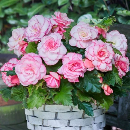 Begonie Picotee bílá - Begonia - hlízy begonie - 2 ks