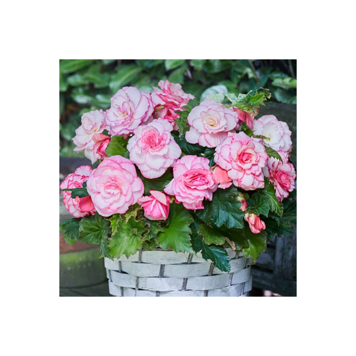 Begonie Picotee bílá - Begonia - hlízy begonie - 2 ks