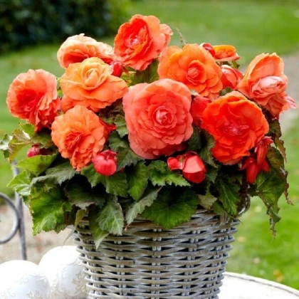 Begonie plnokvětá oranžová - Begonia superba - hlízy begonie - 2 ks