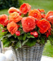 Begonie plnokvětá oranžová - Begonia superba - hlízy begonie - 2 ks