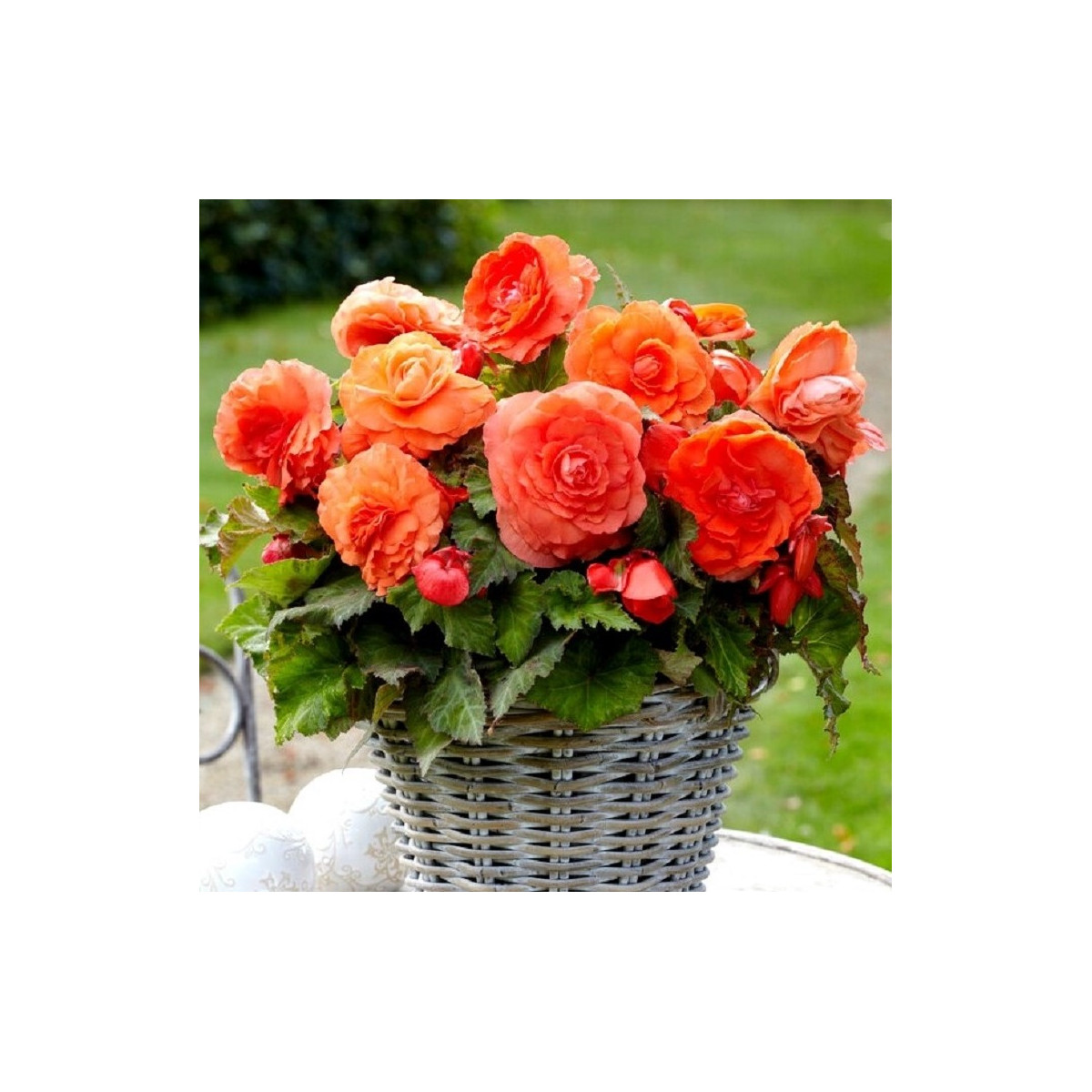 Begonie plnokvětá oranžová - Begonia superba - hlízy begonie - 2 ks