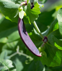 Hrách fialový Shiraz - Pisum sativum - semena hrachu - 30 ks